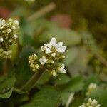 Micranthes virginiensis Flor