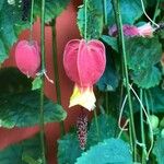 Abutilon megapotamicum Flor