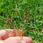 Cyperus rotundus 花