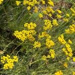 Helichrysum italicum Blomma