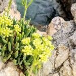 Crithmum maritimumFlower