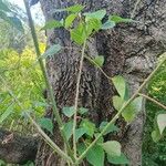 Homalanthus populneus 樹皮
