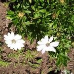 Dimorphotheca jucunda Çiçek