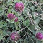 Trifolium medium