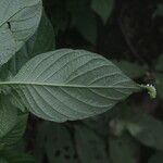 Heliotropium angiospermum Blad