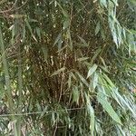 Phyllostachys sulphurea Hoja