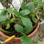 Fragaria chiloensis Листок