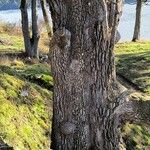 Quercus garryana Corteza