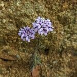 Iberis linifolia Fiore