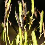 Sida cuspidata Fruto