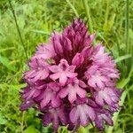 Anacamptis pyramidalis Flower