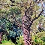 Leptospermum laevigatum Bark