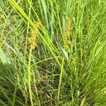 Carex stipata Elinympäristö