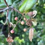 Myrceugenia exsucca Fruto