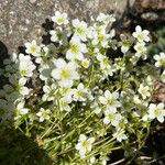 Saxifraga hypnoides Fula