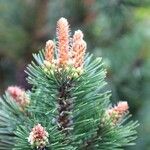 Pinus mugo List