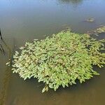 Potamogeton nodosus Leaf