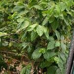 Coffea stenophylla Frunză