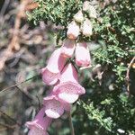 Digitalis minor Flower