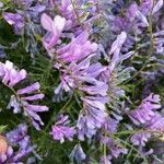 Vicia dalmatica Flower