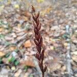 Platanthera chlorantha Fruit