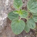 Cleome droserifolia Leaf