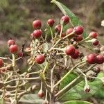 Psorospermum febrifugum Frucht