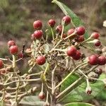 Psorospermum febrifugum Fruit