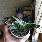 Gasteria excelsa Hostoa