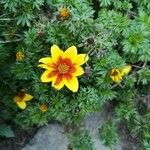 Bidens ferulifolia Virág