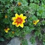 Bidens ferulifolia Кветка