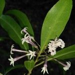 Cestrum irazuense Blomst