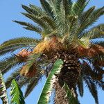 Phoenix canariensis Fruit