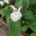 Costus IngneusFlower