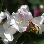 Rhododendron morii Blüte