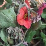 Calibrachoa parviflora ফুল