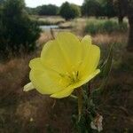 Oenothera glazioviana 花