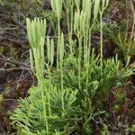 Lycopodium × zeilleri Elinympäristö