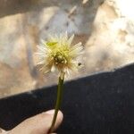 Alternanthera philoxeroides Fleur