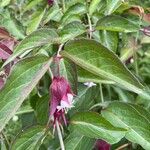 Leycesteria formosa Blüte