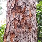 Eucalyptus botryoides Casca