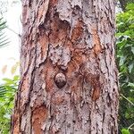 Eucalyptus botryoides Кора