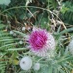 Cirsium eriophorumFleur