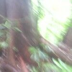 Brosimum acutifolium Corteza