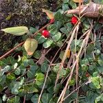 Mitchella repens Leaf