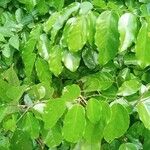 Griffonia simplicifolia 葉