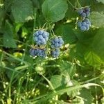 Rubus caesius ഫലം