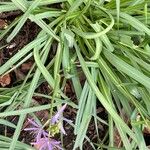 Camassia leichtlinii Hoja