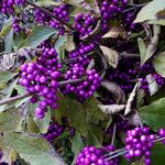 Callicarpa americana Fruto