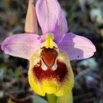 Ophrys tenthredinifera Õis